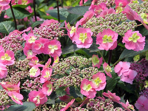 Hydrangea serrata 'Cotton Candy'