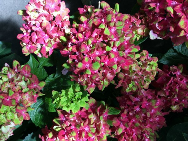 Saxon® Schloss Wackerbarth