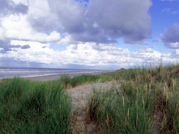 Strandhafer Dünen