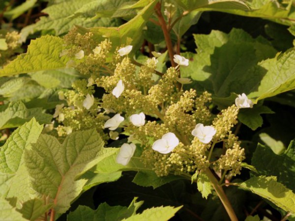 Hydrangea quercifolia 'Sike's Dwarf'1