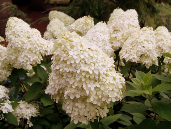 Hydrangea paniculata 'Phantom'2