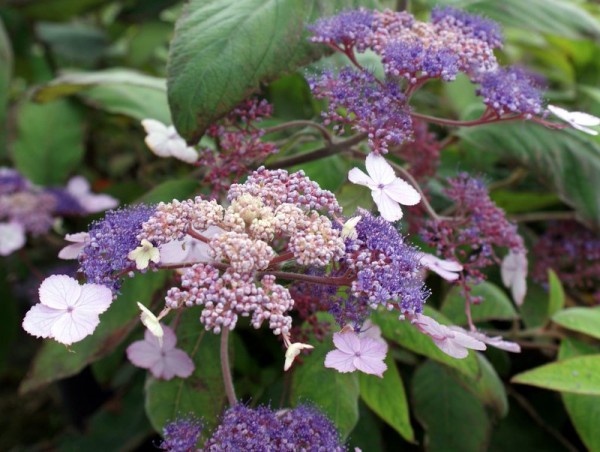 Hydrangea involucrata2