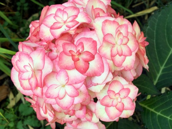 You & Me® Miss Saori