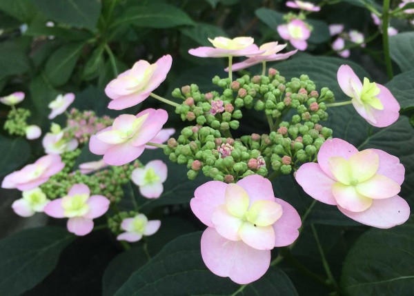 Berghortensie Summer Glow