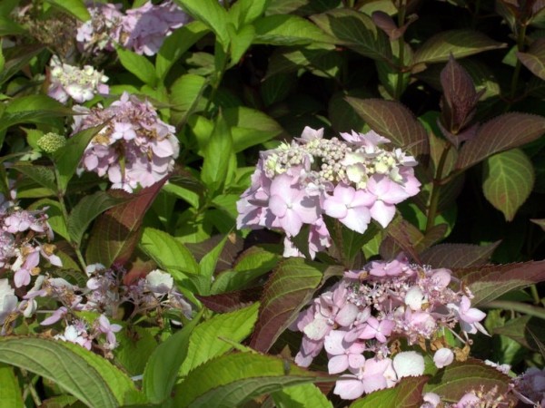 Hydrangea macr. Masja