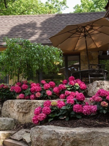 Endless Summer®, Summer-Love®3