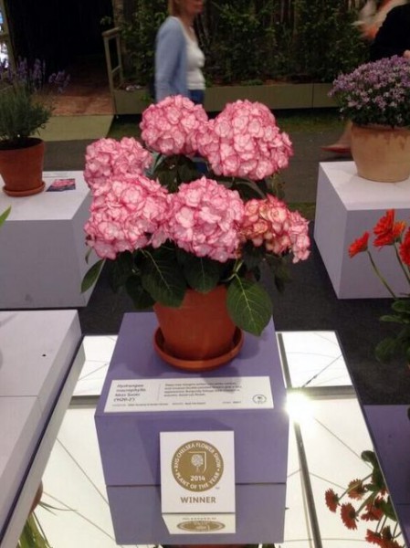 You & Me® Miss Saori4