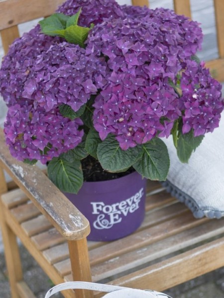 Forever and ever purple