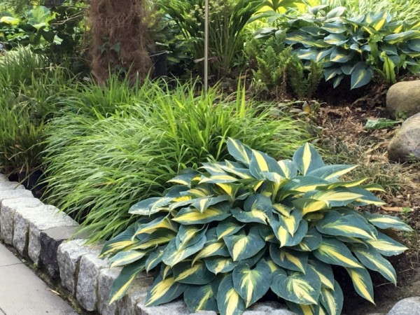 Waldgras 'Greenhills'