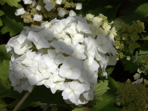 Hydrangea quercifolia 'Sike's Dwarf'