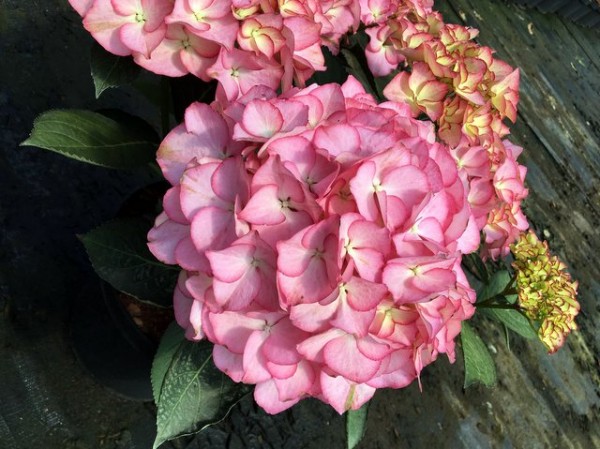 Hydrangea macrophylla 'Adula'