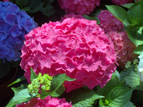 'Everbloom Red Wonder1