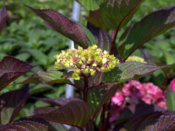 Hydrangea serrata 'Preziosa'4