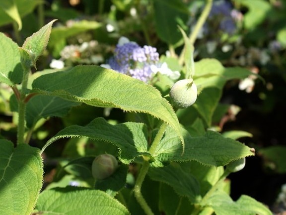 Hydrangea involucrata1