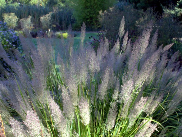 Calamagrostis brachytricha Blüte