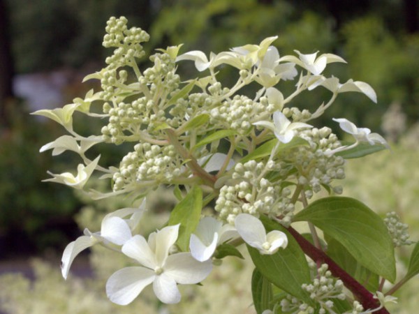 Hydrangea paniculata 'Great Star®'