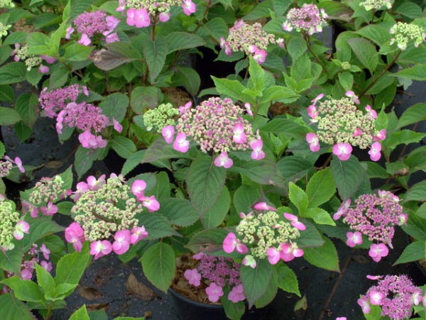 Hydrangea serrata 'Maiko'