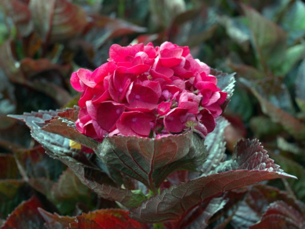 Hydrangea macrophylla „Merveille Sanguine“