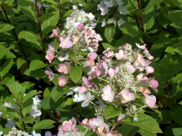 Hydrangea-pan-Dart-s-little-Dot