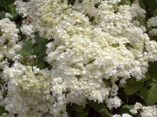 Hydrangea arborescens 'Hayes Starburst'®