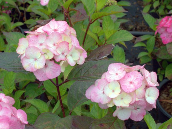 Hydrangea serrata 'Preziosa'1