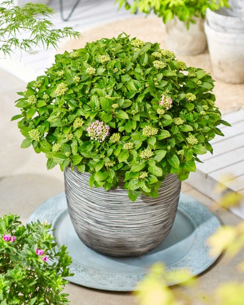 Forever & Ever®, Hortbux