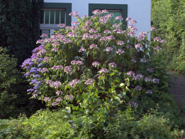 Hydrangea aspera 'Macrophylla'1