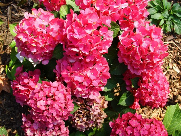 Hydrangea-macr-Magical-Ballade