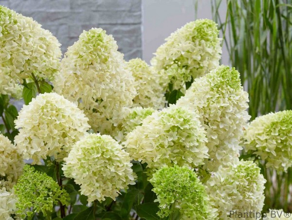 Rispenhortensie Skyfall