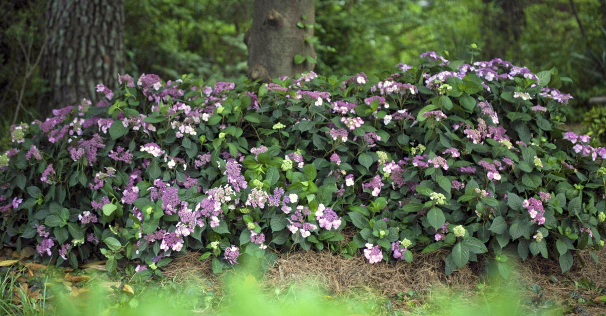 Hortensie Endless Summer Standort 2338 hortensie endless summer 174 kaufen hortensientr 228 ume Hortensie Endless Summer Standort 2338 hortensie endless summer 174 kaufen hortensientr 228 ume