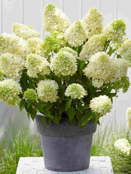 Hydrangea paniculata Skyfall