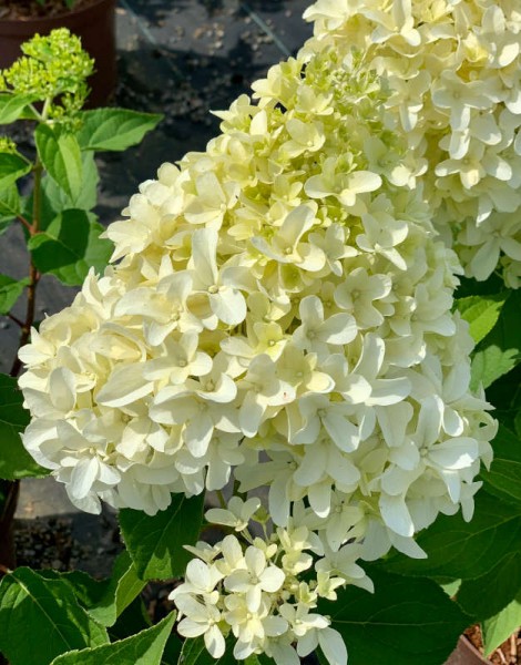 Hydrangea paniculata 'Skyfall'
