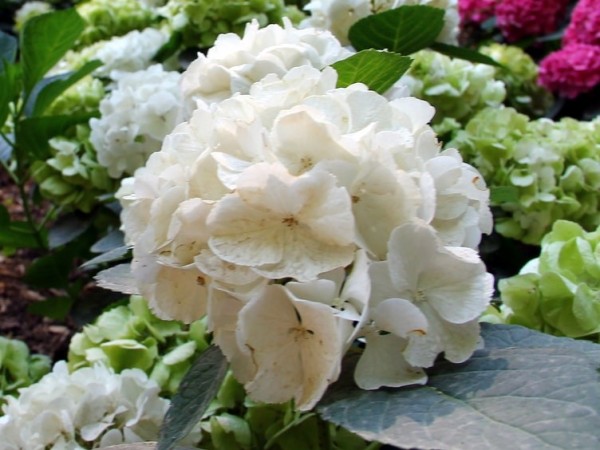 Hydrangea-macr-Saxon-BrightWhite