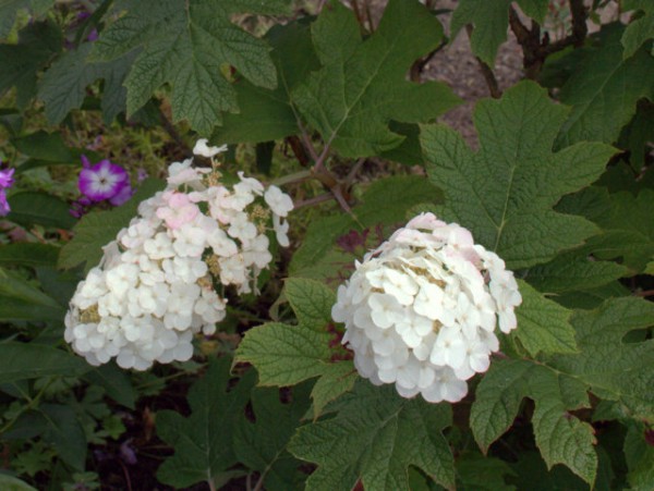 Hydrangea quercifolia 'Snow Queen'1