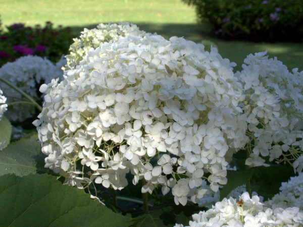 Hydrangea arborescens 'Grandiflora'