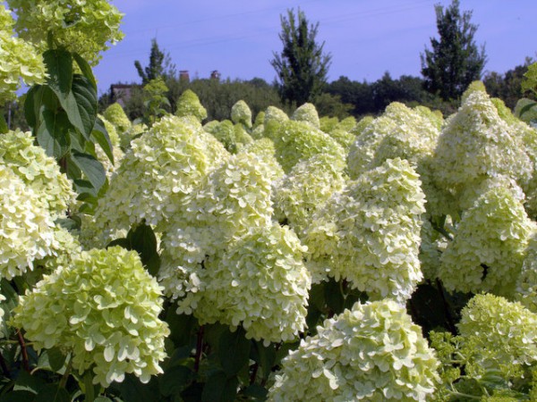 Hydrangea paniculata 'Limelight'®