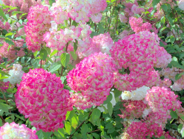 Hydrangea paniculata 'Diamant Rouge'®1