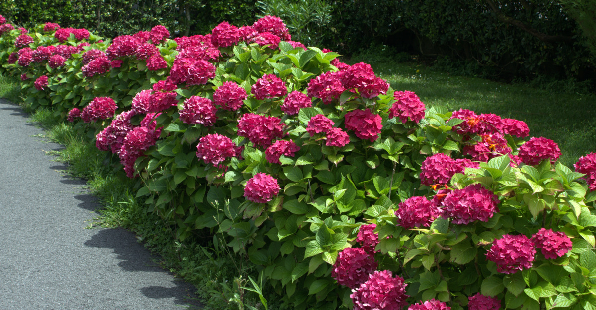 Image Gallery hortensie uberwintern