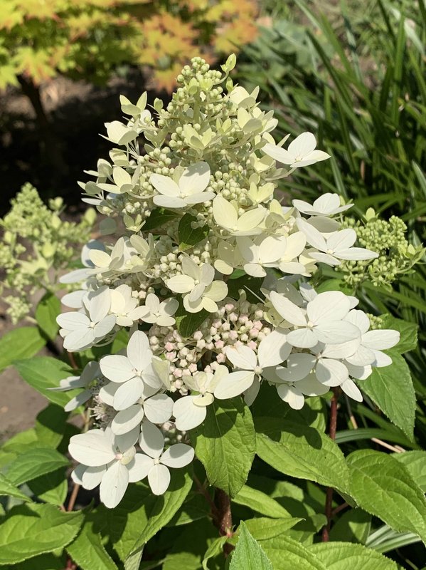 Hortensie Hydrangea paniculata 'Confetti'