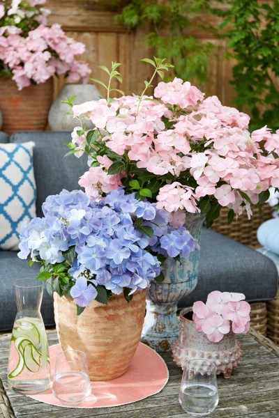 Girlandenhortensien French Bolero®