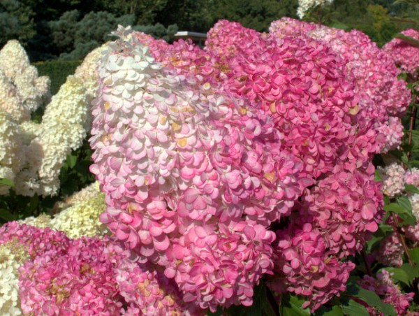 Hydrangea paniculata 'Vanille-Fraise®'