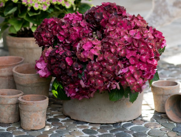 Magical® 'Ruby Tuesday'1