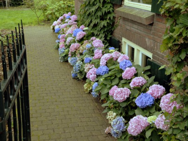 Forever & Ever®, blau3