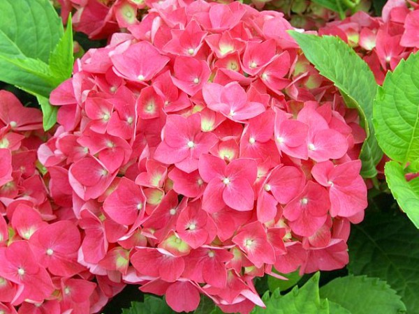 Hydrangea macrophylla Leuchtfeuer®