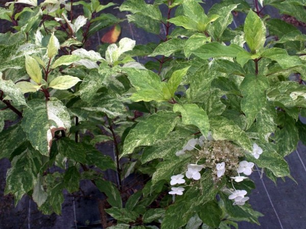 Hydrangea-pan-Shikoku-Flash