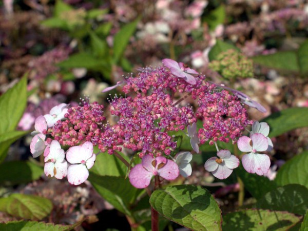 Hydrangea serrata yesoensis