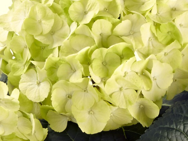 Hydrangea macrophylla 'Caipirinha'®