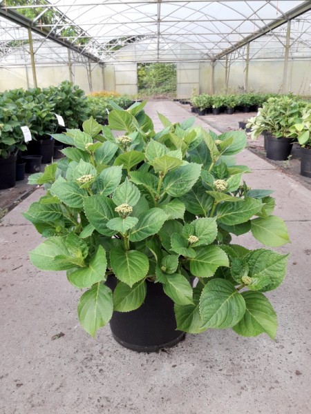 Hydrangea macrophylla 10 l, 20.05.19