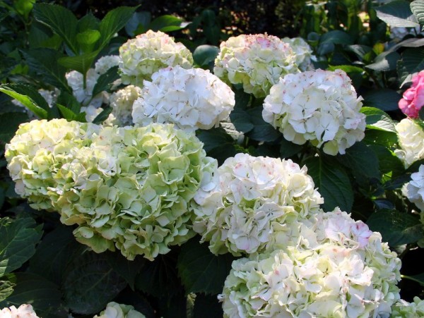 Hydrangea-macr-Wudu