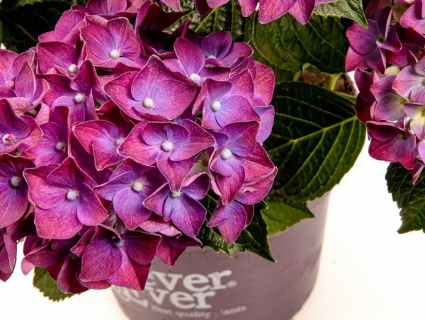 Forever & Ever purple